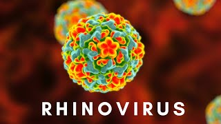 Rhinovirus and the Common Cold [upl. by Aoht]