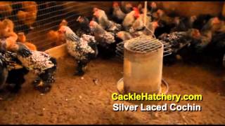 Silver Laced Cochin Chicken Breed Breeder Flock  Cackle Hatchery [upl. by Hareemas]