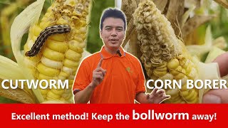 Excellent method Keep the bollworm away [upl. by Enaxor]