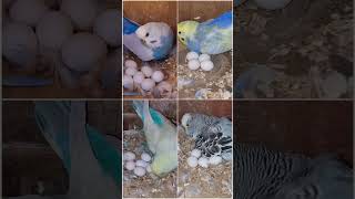 Briding progress beautiful budgies viralshort birds bodripakhi budgies parrotdeepankar [upl. by Mattias]