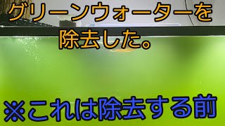 殺菌灯を使わずにグリーンウォーターを除去する方法 [upl. by Orna981]