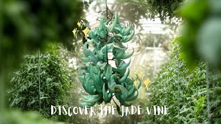 The Spectacular Jade Vine A Guide to Cultivation and Conservation [upl. by Leuqar]