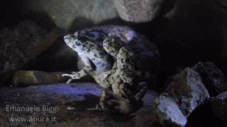 Parsley frog Pelodytes punctatus breeding frenzy [upl. by Annalee]