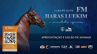 Leilão de Animais  I Leilão Elite Haras Luekim [upl. by Elawalo]