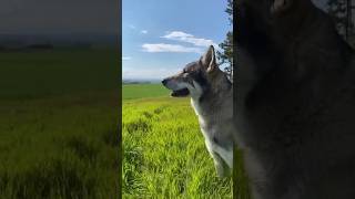 This wolf is amazing😨😱😂shorts [upl. by Nowyt]