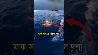 সমুদ্রের মাঝখানে এ ঘটনা না দেখলে বিশ্বাস করা অসম্ভব🤯😳 Mayajaal unknownfacts Sharks viralshorts [upl. by Krenek902]