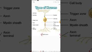 Types of neurons  Unipolar Bipolar amp Multipolar neurons  Neurons [upl. by Florance796]