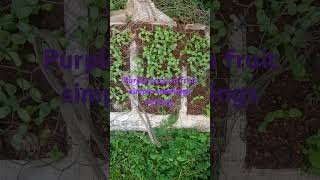 Purple Passion fruit simple seedlings nursery [upl. by Anauqed]