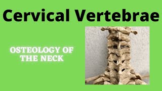 Cervical Vertebrae [upl. by Aik]