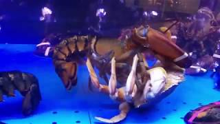 Lobster Vs Crab Fight Whos Gonna Win [upl. by Yspyg]