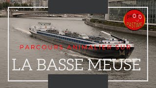 Parcours animalier sur la basse Meuse [upl. by Yanrahs]