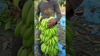 Banana 🍌 Cutting and packing part 56 [upl. by Kiley]