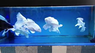 Most Beautiful Platinum Butterfly Koi Fish In Aquarium Butterfly Koi Fish Carp Farm [upl. by Adiahs]