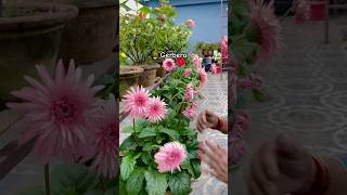 Gerbera Maximum Flowering Tips shorts shortsfeed garden [upl. by Naj93]