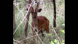 Terrifying Barking Deer Encounter Warning Call and Feet Stomping in the Wild animals [upl. by Annuahsal295]