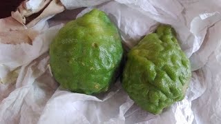 Grow Kaffir lime from seeds [upl. by Oregolac]