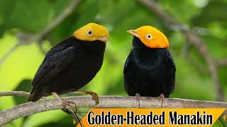 Golden headed Manakin  Facts About Manakin Birds [upl. by Hoon]