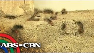 TV Patrol Higad attack perwisyo sa barangay sa Davao [upl. by Nibla]