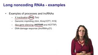 7 Noncoding RNAs long noncoding RNAs introduction [upl. by Errot]