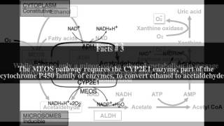 Microsomal ethanol oxidizing system Top  6 Facts [upl. by Malloch]