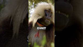 Gelada Baboon  The Scariest Herbivore On Earth [upl. by Adella717]