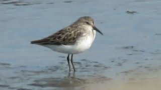 Shorebirds Semipalmated Sandpipers et al  Port Mahon DE 72324 [upl. by Campbell366]