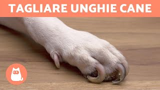 Come tagliare le unghie al cane in casa 🐶 PASSO PER PASSO CON TRUCCHI [upl. by Hareenum]