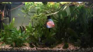 Setting up a Tropical Freshwater Aquarium [upl. by Anauqal]