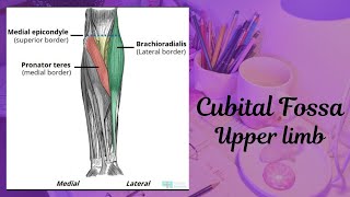 Cubital fossa Upper limb Human anatomy 1st yr anatomy upperlimb upperlimbanatomy medicalstudent [upl. by Donaugh]