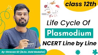 Malaria  Life Cycle of Plasmodium  Class 12  NEET Biology  Human Health and Diseases [upl. by Coheman]