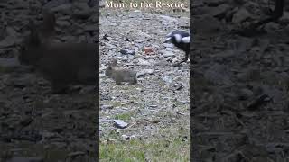 Magpie Attacks Baby RabbitMum to the Rescue shorts backyardbirds [upl. by Finley]