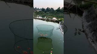 Amazing Fishing Idea shorts ytshorts viralshorts [upl. by Swamy]