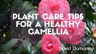 David Domoney camellia plant care tips [upl. by Yggam]