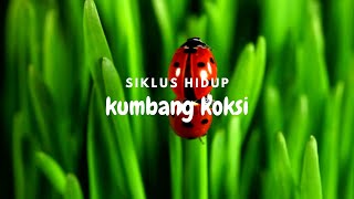 Siklus hidup Kumbang Koksi [upl. by Giacamo]