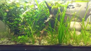 Mollies fry planted aquarium [upl. by Neeruam80]