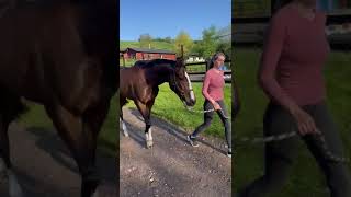 Varinia FR Varinia FR  HORSE IN TRAINING  Soldier Hollow GB ex Rosi GER  Video 1 [upl. by Nirual288]