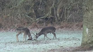 Stags Fighting for the Rutting Season  Fallow Deer [upl. by Akeyla]