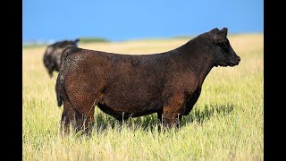 Reimann Pasture Sale 2024  Tag 1 [upl. by Kermit]