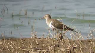 Common sandpiper on the river beach [upl. by Sarilda]