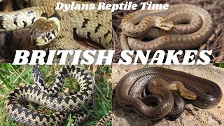 British Snakes  Dylans Reptile Time [upl. by Gilder]