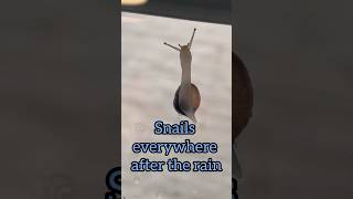 Snails everywhere after the rain [upl. by Azral380]