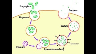 معلومة مهمة Les lysosomes fonction hétérophagie [upl. by Lindeberg]