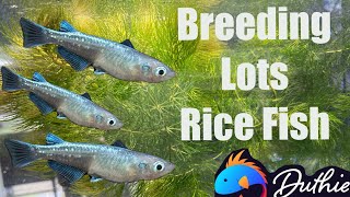 How to Breed Medaka Rice fish Japanese Rice Fish [upl. by Jere]