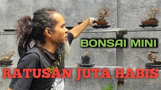 KOLEKSI BONSAI MINI RATUSAN JUTA HABIS [upl. by Padegs]