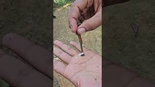 Watch what happened when a parrot played with a leech neotropicalbirds leech funnytota parrot [upl. by Nezam]