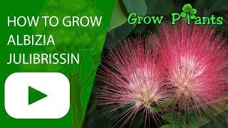 How to grow Albizia julibrissin [upl. by Simeon81]