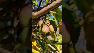 Zwergkiwi Actinidia arguta sind reif YouTubeCreatorCommunity [upl. by Aro]