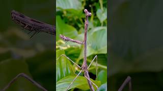 Belalang sembah kayu 🍂🌿 serangga nature macro insects wildlife [upl. by Icnarf]