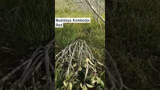 Budidaya Kambodja Redplumeria redtkimalaysia indoorplants garden flowers gardenplants [upl. by Gonick]