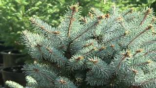 Home Gardener  Spruce Needle Cast Disease [upl. by Mast182]